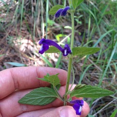 Scutellaria dumetorum