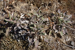 Eriogonum compositum