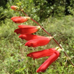 Lamourouxia rhinanthifolia