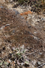 Eriogonum compositum