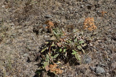 Eriogonum compositum
