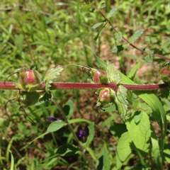 Lamourouxia rhinanthifolia