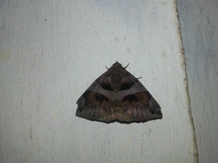 Bastilla arcuata
