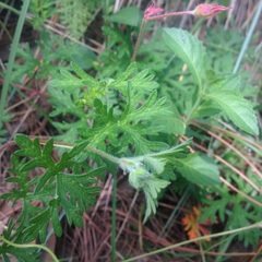 Geranium schiedeanum