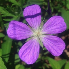 Geranium schiedeanum