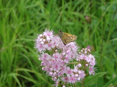 Ochlodes sylvanus