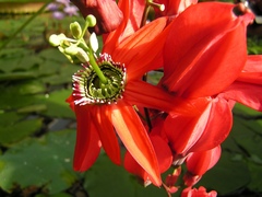 Passiflora princeps
