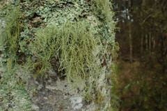 Usnea baileyi