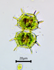 Xanthidium cristatum