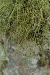 Usnea baileyi