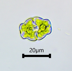 Desmidiaceae