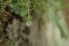 Usnea baileyi