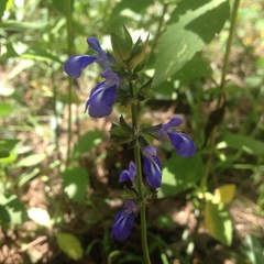 Salvia laevis