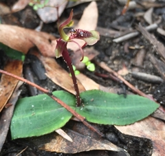 Chiloglottis reflexa