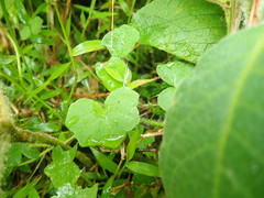 Hydrocotyle bowlesioides