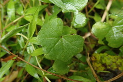 Hydrocotyle bowlesioides
