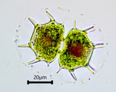 Xanthidium cristatum