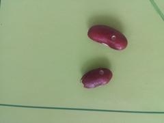 Acanthoscelides obtectus