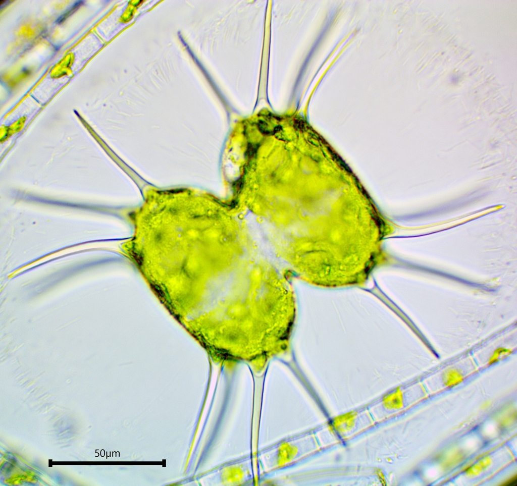 Xanthidium wewahitchkense