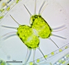 Xanthidium wewahitchkense - Photo (c) camchoquette8, some rights reserved (CC BY-NC)