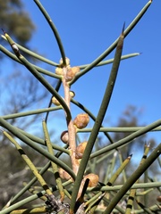 Hakea recurva recurva