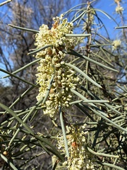 Hakea recurva recurva