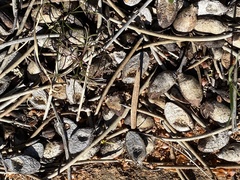 Hakea recurva recurva