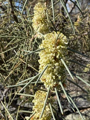 Hakea recurva recurva