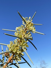Hakea recurva recurva