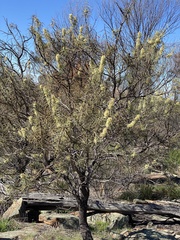 Hakea recurva recurva