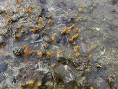 Ciocalypta penicillus