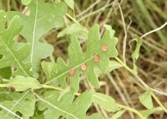 Xanthoteras eburneum