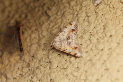 Digrammia pervolata