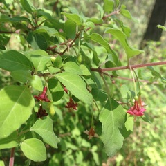 Fuchsia thymifolia
