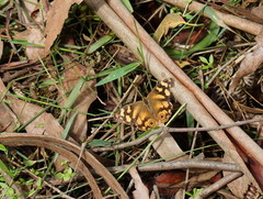 Heteronympha banksii