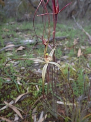 Caladenia filamentosa