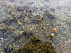 Ciocalypta penicillus