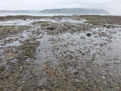 Ciocalypta penicillus