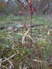 Caladenia filamentosa