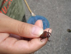 Cosmiomorpha similis