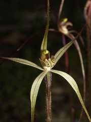 Caladenia filamentosa