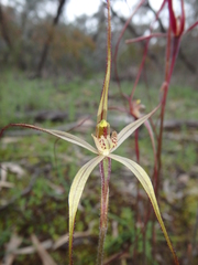 Caladenia filamentosa