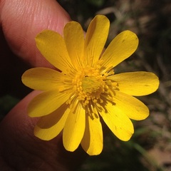 Ranunculus dichotomus