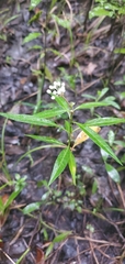 Asclepias perennis image