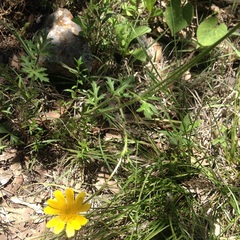 Ranunculus dichotomus