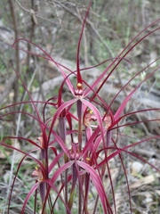 Caladenia filamentosa