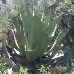 Agave atrovirens
