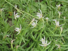 Lobelia chinensis