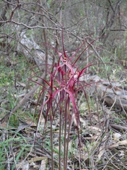 Caladenia filamentosa