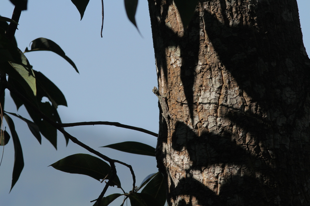 (Draco maculatus divergens) - Snakes and Lizards